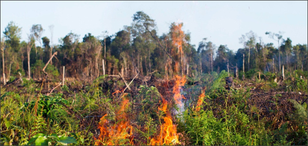 20140115 incendio selva-610