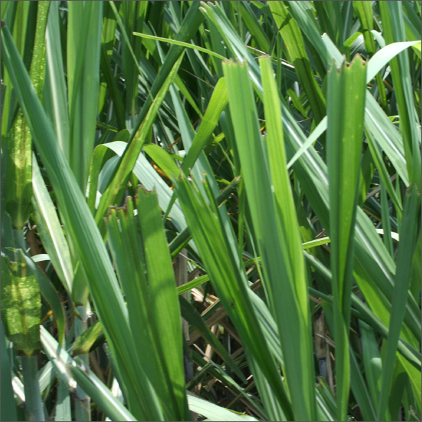 20141008 corteros-610