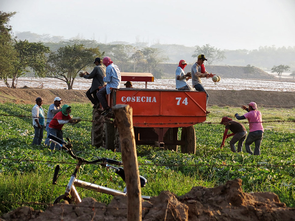 20170127 meloneras970