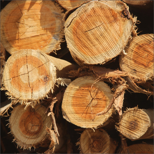 20141001 troncos-610