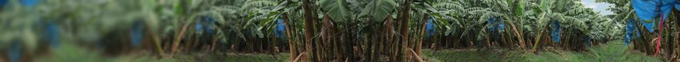 20130214 banano