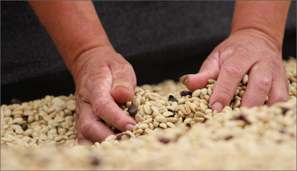 20140717 agroecologia-610-2d