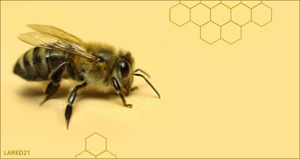 abejas-imagen-3-610