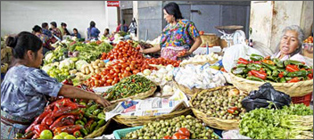 agricultura guatemala FERIA-350 editada