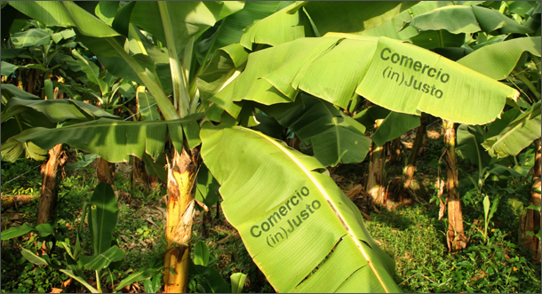 20140820 comercio injusto-610