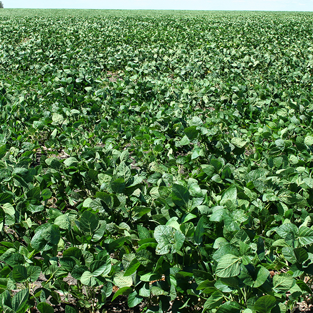 20141028-Paraguay610