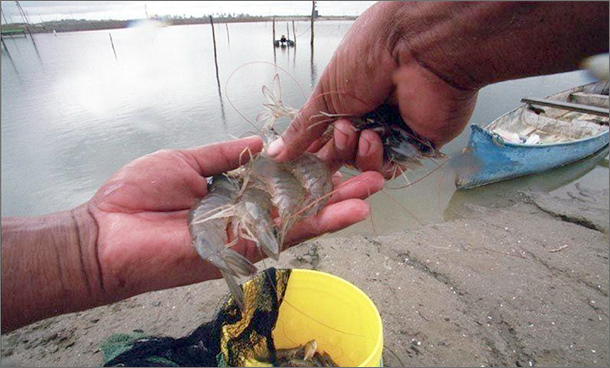 Langostinos tumbe-610