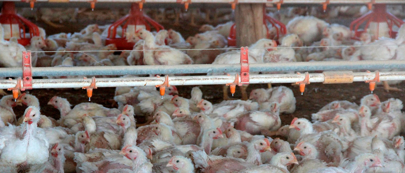 Otra alarma del futuro, y van…