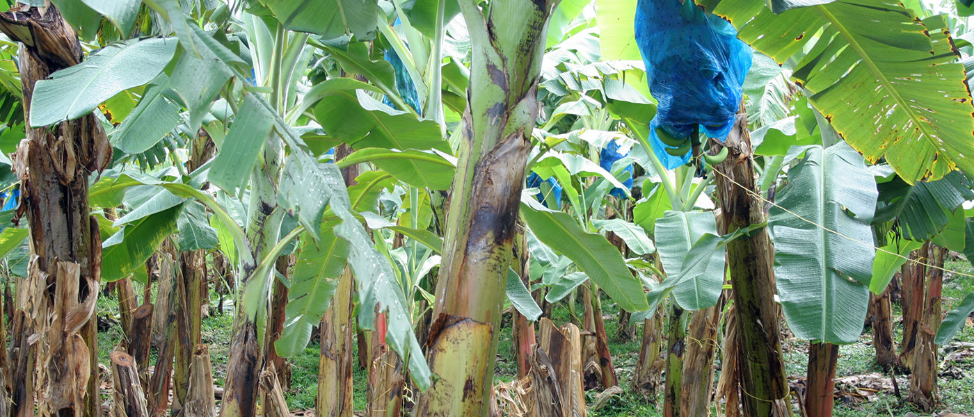 Pesquisa revela la explotación de trabajadores bananeros en Guatemala